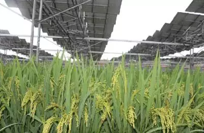 一塊土地 兩份收入！還是光伏農(nóng)業(yè)最靠譜！
