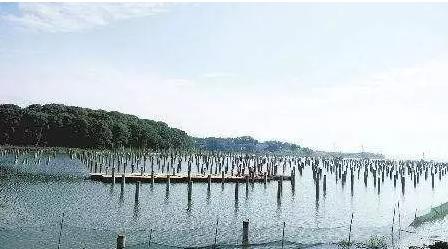 濕地建光伏有風(fēng)險(xiǎn)，某地已開展“清河行動(dòng)”！