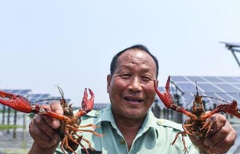 浙江長興:光伏板下養(yǎng)小龍蝦 “一地兩用”收益多