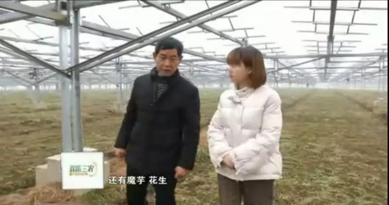 　　據(jù)央視記者報(bào)道，近日，錦浪科技助力湖北省宜城王集鎮(zhèn)觀音村，采用典型的“農(nóng)光互補(bǔ)”模式，實(shí)現(xiàn)了全村人共同“生態(tài)收益”的目標(biāo)，引起了廣大人民群眾的熱烈反響。 　　 　　走進(jìn)光伏電站區(qū)，首先映入眼簾的是一片藍(lán)汪汪的光伏海洋，一望無際，若是走近仔細(xì)一看，才發(fā)現(xiàn)這么一大片區(qū)域里不完全是光伏板，原來在光伏板下邊還有另一片“柳暗花明”的天地，綠油油的青菜鋪滿整塊地面實(shí)在好看極了。 　　 　　據(jù)記者報(bào)道，這便是觀音村這兩年響應(yīng)國家“精準(zhǔn)扶貧”和“光伏扶貧”政策，投資2億元建成20MWP“農(nóng)光互補(bǔ)”地面光伏電站。此電站光伏支架采用的是同景新能源的跟蹤支架，逆變器采用了錦浪科技公司的50kW逆變器，以它相對(duì)較小的外形，為運(yùn)輸免去了不少成本，提供了便捷安裝；4路MPPT接入，每路額定28.5A，兼容大功率組件，設(shè)計(jì)更靈活；充分的冗余設(shè)計(jì)保障逆變器長壽命可靠運(yùn)行。 　　 　　同景新能源有限公司總經(jīng)理郤維平在現(xiàn)場(chǎng)對(duì)記者解釋，“我們主要的優(yōu)勢(shì)是跟蹤，我們有500臺(tái)跟蹤器可以自動(dòng)跟蹤，也就是我們常說的‘光伏板跟著太陽走’，這樣他與其它電站相比，它是固定式的，我們的發(fā)電量同比要增加20%。”他接著說道，“我們不破壞土地，活動(dòng)支架，我們平時(shí)看到的可能都是打樁式的，而我們這個(gè)是小水泥塊，直接放在土地表面，可以自由移動(dòng)。”這種獨(dú)特安全的安裝方式得到農(nóng)民的大力支持。 　　 　　據(jù)現(xiàn)場(chǎng)村民說，這里的主要農(nóng)作物有黃精，桔梗，花生，魔芋等，以黃精價(jià)值尤為突出，黃精作為一種名貴藥材喜歡蔭涼，所以光伏板既全方位吸收了太陽能，又很好的為農(nóng)作物起到了遮陽的作用；它的生長周期需要兩三年，然而價(jià)值非常可觀，給他們帶來相當(dāng)不錯(cuò)的收益。 　　 　　王集鎮(zhèn)觀音村這種典型的“農(nóng)光互補(bǔ)”模式，正是利用較少的投資獲得更多的利益，實(shí)現(xiàn)了“光伏脫貧”的“生態(tài)效益”的目的，還讓當(dāng)?shù)剞r(nóng)民每年有了一份固定的收入。據(jù)統(tǒng)計(jì)，一畝地一年能收入5萬元，人均年收入可達(dá)2.5萬元以上。 　　 　　國家近年來推行的“光伏扶貧”政策越來越深入人心，讓一批又一批的農(nóng)民走上了脫貧致富的道路，我們也希望更多的農(nóng)民能夠利用這種“農(nóng)光互補(bǔ)”的模式，早日擺脫貧困生活，實(shí)現(xiàn)共同富裕。